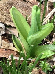 Hemerocallis fulva