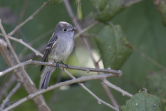 Empidonax affinis