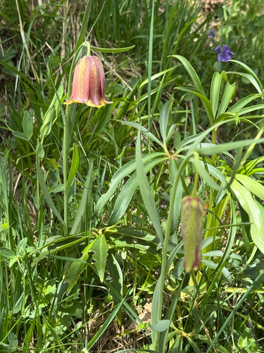 Fritillaria pyrenaica, photograph 6