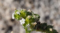 Cryptantha utahensis