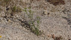 Cryptantha utahensis