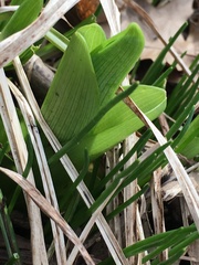 Hemerocallis fulva