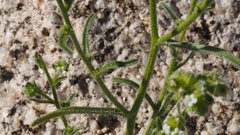 Cryptantha utahensis