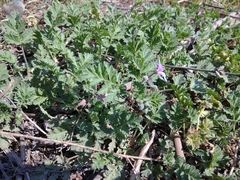Erodium cicutarium