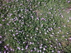 Erodium cicutarium
