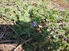 Erodium cicutarium