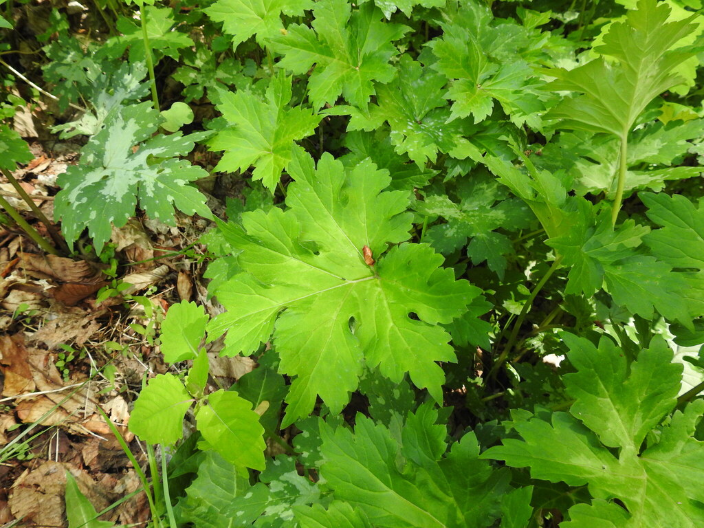 Broad-leaf Waterleaf in April 2026 by Donna J. Parry. With a rove ...