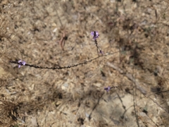 author not stated, no rights reserved Verbena menthifolia, photograph author not stated, no rights reserved
