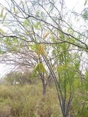 Prosopis glandulosa