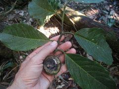Calatola costaricensis
