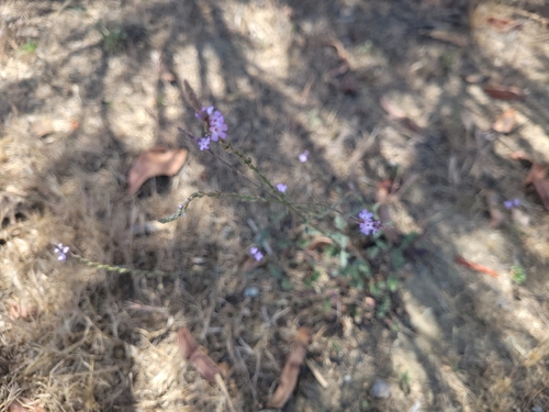 Verbena menthifolia, photograph 5