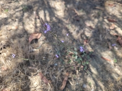 author not stated, no rights reserved Verbena menthifolia, photograph author not stated, no rights reserved