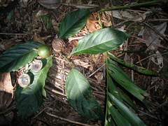 Calatola costaricensis