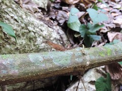 Anolis uniformis