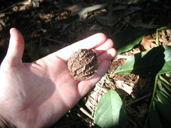 Calatola costaricensis