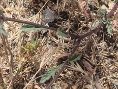 Verbena menthifolia, photograph author not stated, no rights reserved