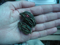 Magnolia yoroconte