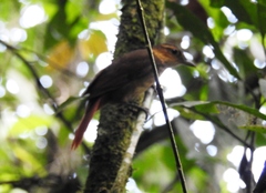 Automolus ochrolaemus