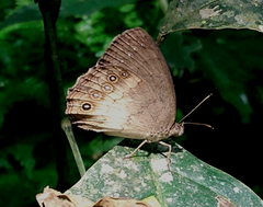 Sepona punctata