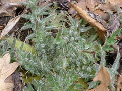 Cirsium vulgare