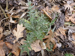 Cirsium vulgare