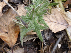 Cirsium vulgare