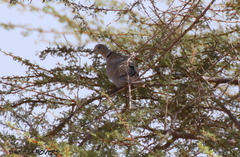 Streptopelia roseogrisea