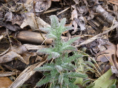 Cirsium vulgare