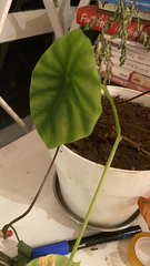 Colocasia esculenta