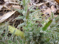 Cirsium vulgare