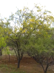 Parkinsonia aculeata