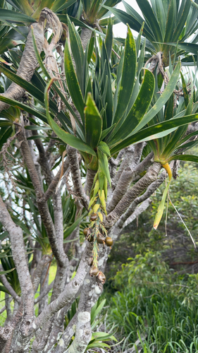Dracaena konaensis, 2026-04-22