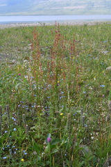 Rumex lapponicus