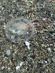 Chrysaora fuscescens