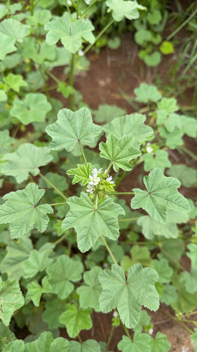 Malva parviflora observed 2026-04-22