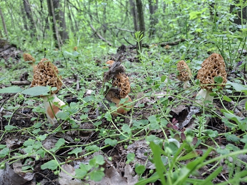 Yellow Morel