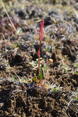 Rumex lapponicus