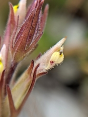 Castilleja brevistyla