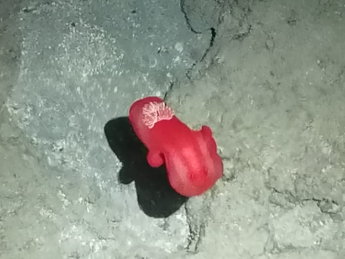 Spanish Dancer — seen at this dive site