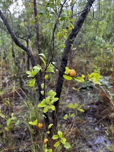 quinine bush