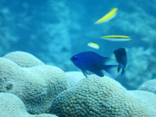 Purple chromis (Chromis scotti) — Pomacentridae — 3