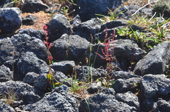 Rumex lapponicus