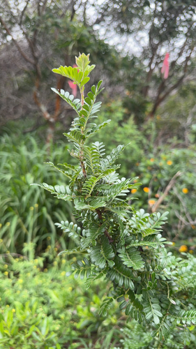 Osteomeles anthyllidifolia observed 2026-04-22