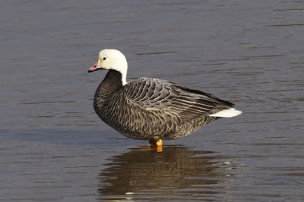 Emperor Goose