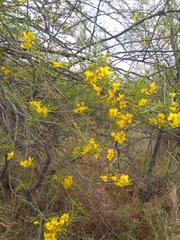 Parkinsonia aculeata