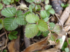 Potentilla indica