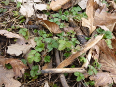 Potentilla indica