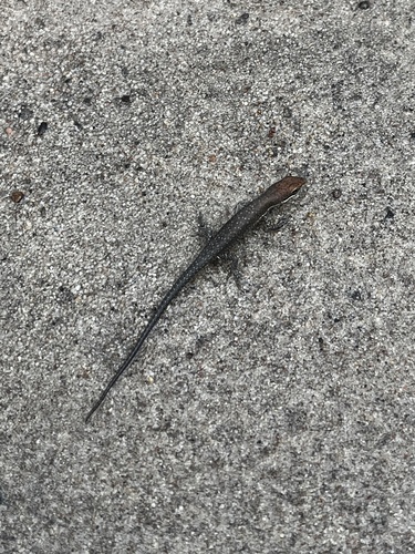 Shaded-litter Rainbow Skink