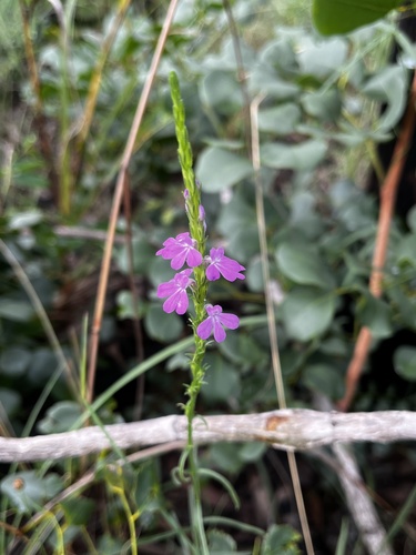 Striga curviflora