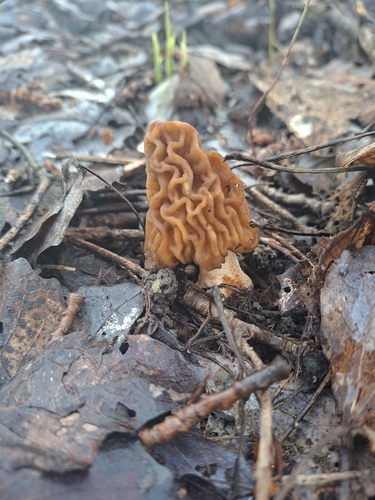 wrinkled thimble morel